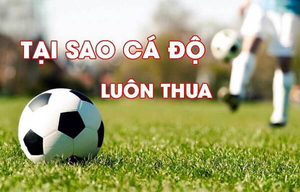 Tại sao cá độ bóng đá luôn thua? Những bí mật chưa từng biết