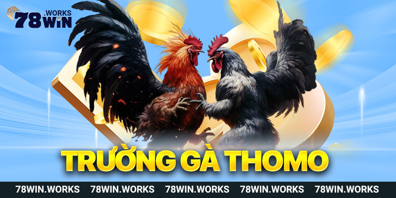 Trường gà thomo sân chơi hợp pháp